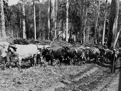 Framed Photograph - Herding Cattle