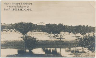 View of Orchard & Vineyard