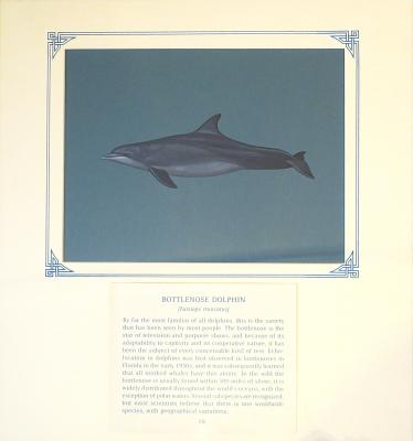 PAINTING - BOTTLENOSE DOLPHIN