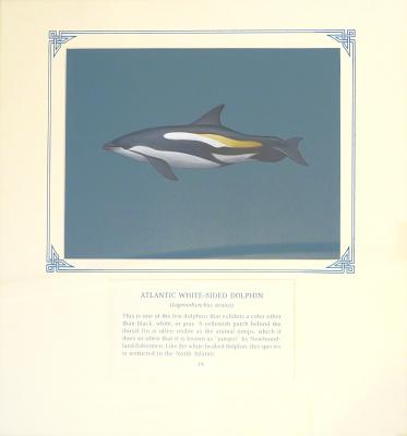 PAINTING - ATLANTIC WHITE SIDED DOLPHIN