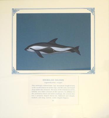 PAINTING - HOURGLASS DOLPHIN