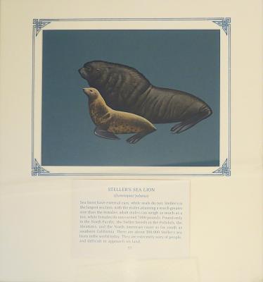 PAINTING - STELLER`S SEA LION