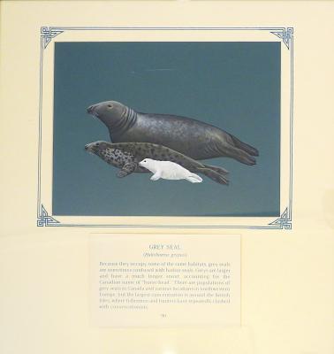 PAINTING - GREY SEAL