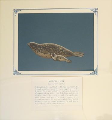 PAINTING - WEDDELL SEAL