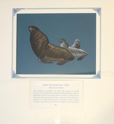 PAINTING - NEW ZEALAND SEA LION