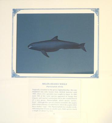 PAINTING - MELON HEADED WHALE