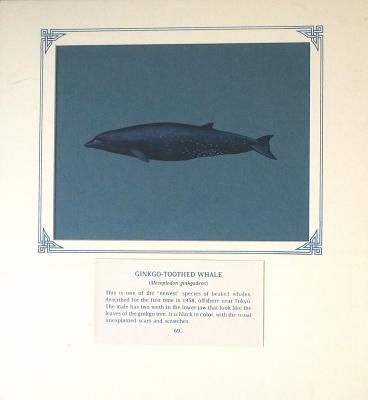 PAINTING - GINKO TOOTHED WHALE