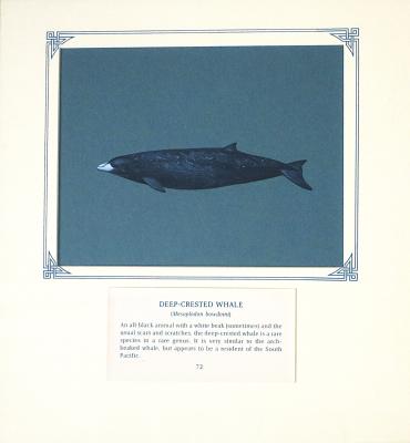PAINTING - DEEP CRESTED WHALE
