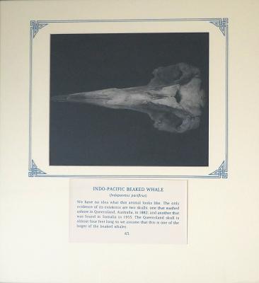 PAINTING - INDO-PACIFIC BEAKED WHALE