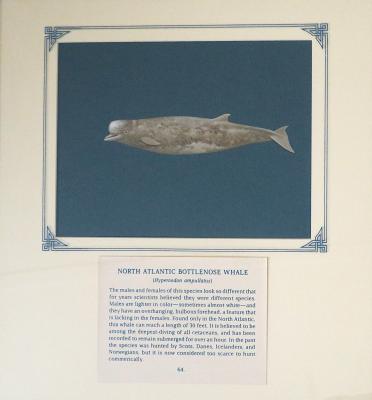 PAINTING - NORTH ATLANTIC BOTTLENOSE WHALE