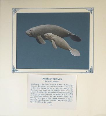PAINTING - CARIBEAN MANATEE