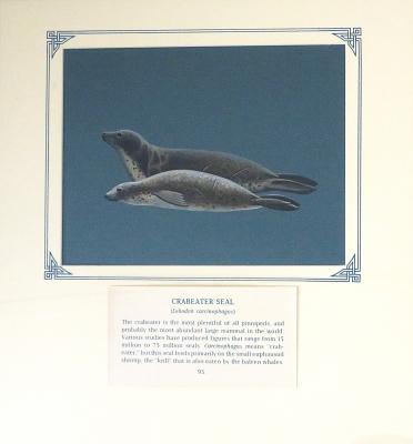 PAINTING - CRABEATER SEAL