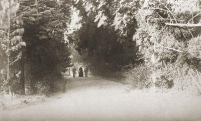 A Wooded Walk