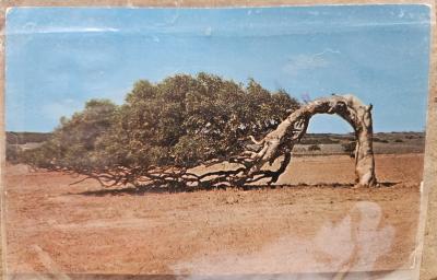 Leaning tree postcard