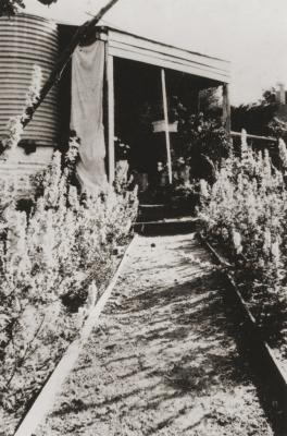 'Wainomi'