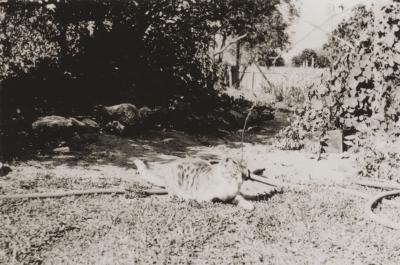'Wainomi' Tabby