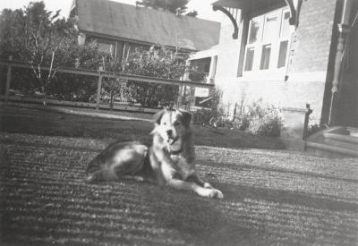 Lefroy Family Dog