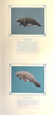 PAINTING - (a) Steller's Sea Cow (b) Amazonian Manatee