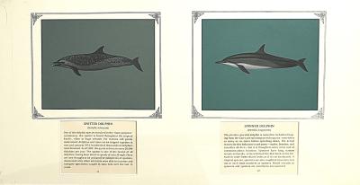PAINTINGS - SPOTTER DOLPHIN (11) & SPINNER DOLPHIN (12)