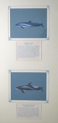 PAINTINGS - (a)FRASER'S DOLPHIN &  (b)WHITE BEAKED DOLPHIN