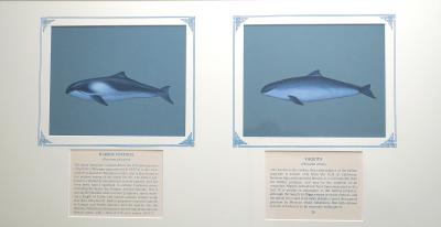 PAINTINGS - (a) HARBOR PORPOISE (b) VAQUITA