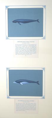 PAINTINGS (a) NORTHERN RIGHT DOLPHIN (b)SOUTHERN RIGHT DOLPHIN
