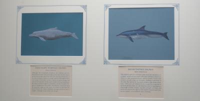 PAINTING - (a) INDO-PACIFIC HUMPBACK DOLPHIN & (b) ROUGH-TOOTHED DOLPHIN