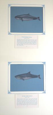 PAINTINGS - (a)PYGMY SPERM WHALE (b)DWARF SPERM WHALE