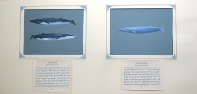 PAINTINGS - (a) FIN WHALE &  (b)BLUE WHALE