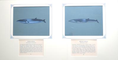 PAINTINGS - (a) MINKE WHALE &  (b) BRYDE'S WHALE