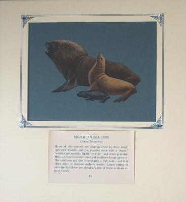 PAINTING - SOUTHERN LION SEAL