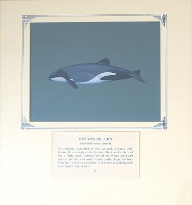PAINTING -HECTOR'S DOLPHIN