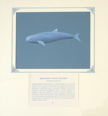 PAINTING  - IRRAWADDY RIVER DOLPHIN