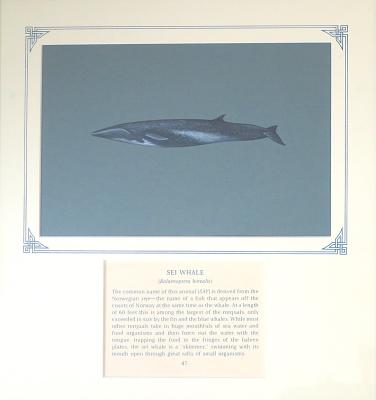 PAINTING - SEI WHALE