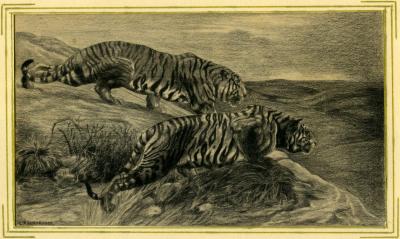 Leslie Horton Partridge pencil drawing of tigers