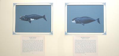 PAINTINGS - (a) RIGHT WHALE & (b) BOWHEAD WHALE