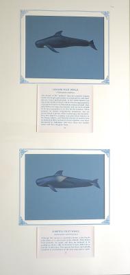 PAINTINGS - (a)Longfin Pilot Whale (b)Shortfin Pilot Whale