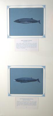 PAINTINGS - (a)TRUE'S BEAKED WHALE  (b) GULFSTREAM BEAKED WHALE