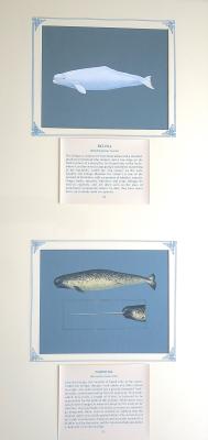 PAINTINGS OF (a)BELUGA  & (b)NARWHAL