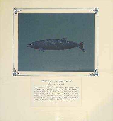 PAINTING - STEJNEGER`S BEAKED WHALE