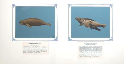 2 paintings in single framed work (a) CARIBBEAN MONK SEAL - robust bodied, greyish-brown colored, with rounded head broad muzzle, wide-set eyes, and short fore-flippers (93) (b) HAWAIIAN MONK SEAL- Family of monk seals, dark grey colored adult male and pup, paler colored female, broad muzzled heads, and short front flippers (94) on blue card with inscription