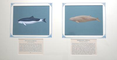 PAINTINGS - (a)SPECTACLED PORPOISE (b)BURMEISTER'S PORPOISE