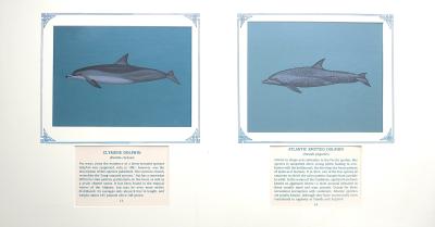 2 paintings in single framed work (a) Clymene dolphin - Streamline bodied dolphin with three-part color pattern- dark gray cape, light gray sides, and  pale gray belly, with black-tipped beak and "mustache" marking (13) (b) Atlantic Spotted dolphin -Dark grey colored dolphin with lighter grey sides, white spotted, with distinct, curved dorsal fin (14), on blue card with inscription.