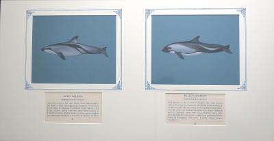 2 paintings in single framed work (a) Dusky Dolphin - Bluish-black colored with white underside, dark patches around the eyes, short beak, and large triangular shaped dorsal fin (21) (b) Peale's Dolphin -  stocky, dark grey-to-black colored with  light grey markings and white underbelly and triangular shaped dorsal fin (22), on blue card with inscription.