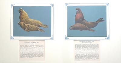 Paintings of (a) Southern Elephant Seal -  2 taupe colored seals, the  larger male  with large, trunk-like bulbous nose, and red (blood) flecked down mouth & throat (100) (b) Northern Elephant Seal-2 dark brown seals, the larger male with opened mouth, large bulbous nose, and red (blood) flecked throat, on blue card with inscription.