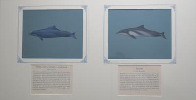 2 paintings in single framed work (a) West African Humpback Dolphin- Slate-grey colored dolphin with a distinctive dorsal hump (8) (b)Tucuxi - Muted blue-grey back and stripe, lighter pinkish belly, triangular dorsal fin, and  pronounced beak. (9), on blue card with inscription.