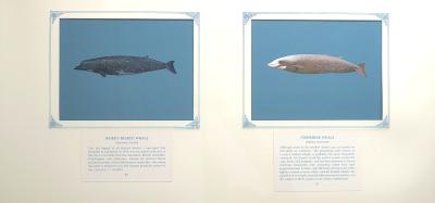 2 paintings in single framed work (a)  BAIRD'S BEAKED WHALE - long, grayish-brown bodied, marked, with  bulbous forehead, cylindrical beak with two lower jaw teeth, and small, triangular dorsal fin set far back on the body (60) (b) GOOSEBEAK WHALE - torpedo-shaped, light pinkish-grey colored  with white markings, short, sloping forehead and indistinct, white beak with small teeth emerging from the lower jaw (61) , on blue card with inscription.