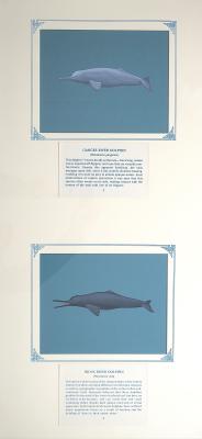 2 paintings in single framed work (a) GANGE'S RIVER DOLPHIN - stocky bodied ,grey dolphin with  long, slender snout, tiny eyes, and a low, fleshy dorsal hump, with paddle-like flippers (3) (b)INDUS RIVER DOLPHIN - Stocky bodied, dark, pinkish-grey dolphin with long slender snout, small triangular dorsal hump and large flippers (4), on blue card with inscription.