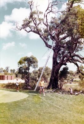 Tree Lopping