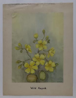 Wild Kapok